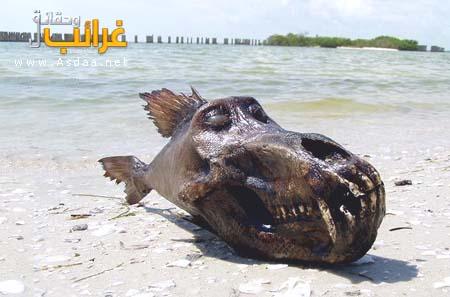samaka